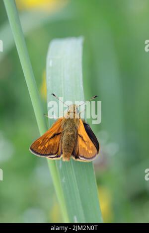 Male large skipper (Ochlodes sylvanus). Stock Photo
