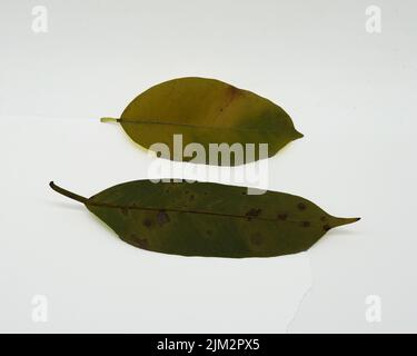 Photographs of leaf shapes and patterns Stock Photo