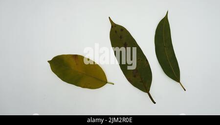 Photographs of leaf shapes and patterns Stock Photo