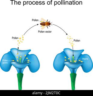 pollination. Honey bee is an animal of pollinator, flower, and pollen. Detailed Diagram. Reproduction in Plants. Vector poster for study botany Stock Vector