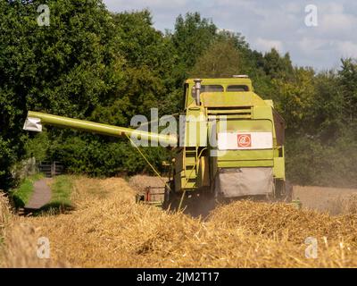 Pickmere Cheshire, August 4th 2022. Farmer taking advantage of the very dry July to harvest his Wheat crop early. Pickmere, Cheshire, UK Stock Photo