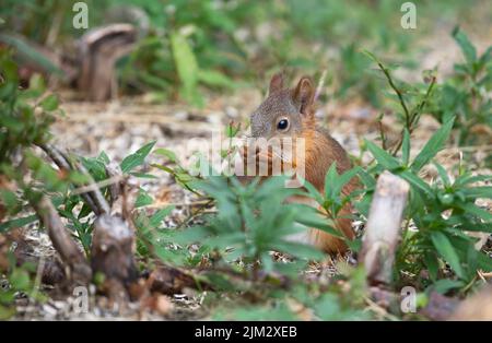 Red squirrel (Sciurus vulgaris) feeding on seeds at ground level Stock Photo