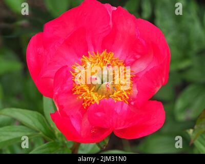 Pinkish red peony flower variety Flame in a garden Stock Photo