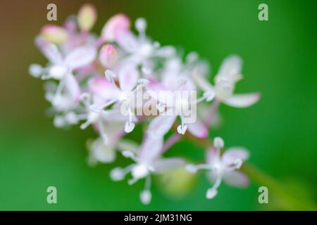 Pigeonberry flowers (rivina humilis) where only the stamens are in focus. Stock Photo