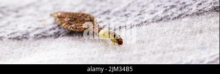 Wall moth larvae, found crawling up walls or clothing, inside a small cocoon, feed on fur (including the wool of clothing), feathers, leather, dead sk Stock Photo