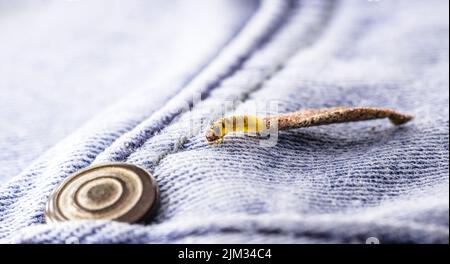 Wall moth larvae, found crawling up walls or clothing, inside a small cocoon, feed on fur (including the wool of clothing), feathers, leather, dead sk Stock Photo