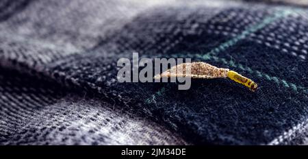 Wall moth larvae, found crawling up walls or clothing, inside a small cocoon, feed on fur (including the wool of clothing), feathers, leather, dead sk Stock Photo