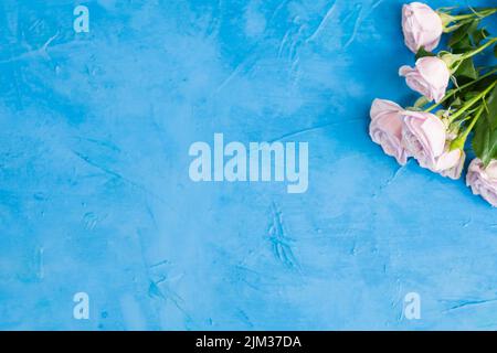 minimalistic layout pink roses bright blue stucco Stock Photo