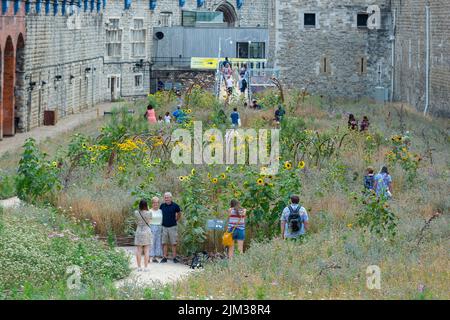 London, UK.  4 August 2022.  UK Weather - Visitors view Superbloom, a new permanent display of wildflowers in the moat of the Tower of London, grown from over 20 million seeds from 29 flower species which were sown to celebrate the Queen’s Platinum Jubilee. The flowers were chosen to attract a variety of pollinators to create a new biodiverse habitat.  As the current unusually dry conditions continue, with drought warnings in certain places, a modest sprinkler system is just managing to keep the flowers in bloom.  Credit: Stephen Chung / Alamy Live News Stock Photo