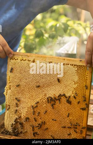 A frame with sealed honey in the hands of a beekeeper who takes out honeycombs from a hive in an apiary Stock Photo