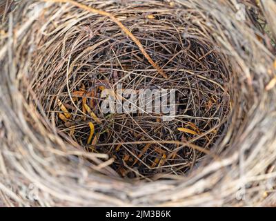 Bird's nest in a closeup Stock Photo