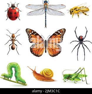 Insects realistic colored decorative icons set with ladybug snail wasp isolated vector illustration Stock Vector