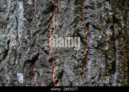 Texture tree bark closeup. Pattern of natural tree bark background. Stock Photo