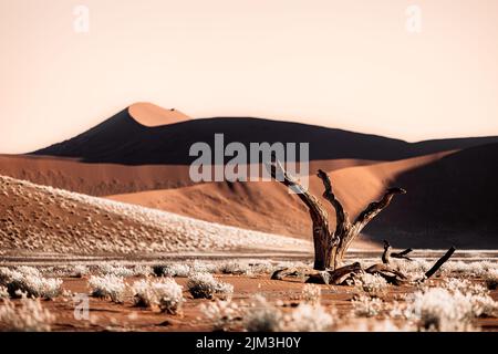 A scenic view of a lonely dried tree surrounded by bushes on a deserted landscape on a sunny day Stock Photo