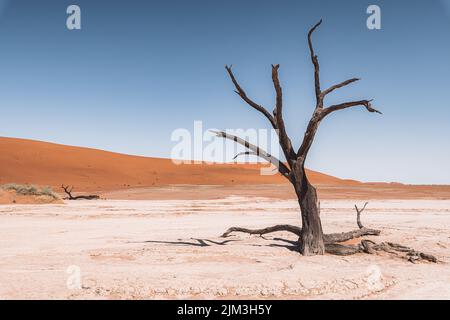 A scenic view of a lonely dried tree surrounded by bushes on a deserted landscape on a sunny day Stock Photo