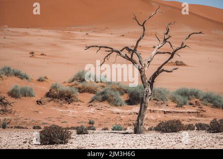 A scenic view of a lonely dried tree surrounded by bushes on a deserted landscape on a sunny day Stock Photo
