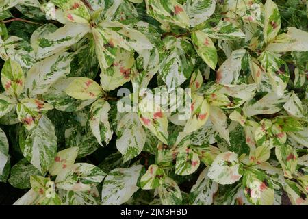 Full frame image of variegated green white and red shrub Stock Photo