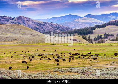 Bison roam freely in Yellowstone National Park and often get very close ...