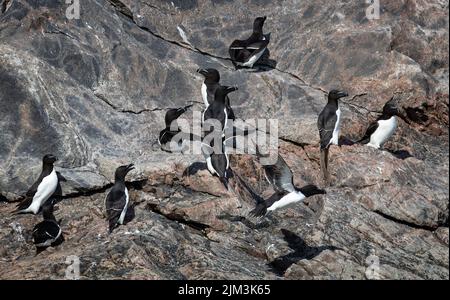 Group of Razorbills on cliff face in Evighedsfjord, Greenland Stock Photo