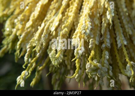 Areca palm seeds also known as arecanut in a winter morning and dew drops seems like white pearls Stock Photo