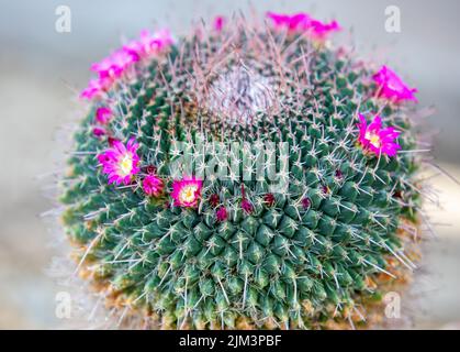 a close-up with a flowering Mammillaria haageana cactus, thorns, red, tropical Stock Photo