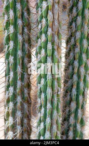 a close-up of a Pilosocereus leucocephalus cactus, tropical, natural Stock Photo
