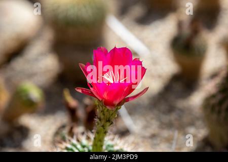 a close-up with a Cylindropuntia imbricata cactus flower , nature, wild, red Stock Photo