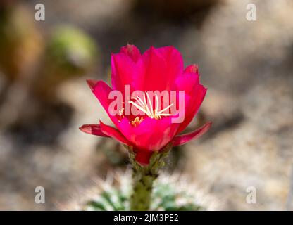 a close-up with a Cylindropuntia imbricata cactus flower , nature, wild, red Stock Photo