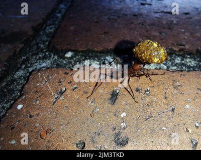 Bachaco hi-res stock photography and images - Alamy