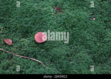 Top view of Juniper haircap moss (Polytrichum juniperinum) with