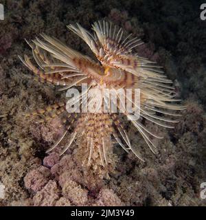 Spiral tube-worm (Sabella spallanzanii) Stock Photo