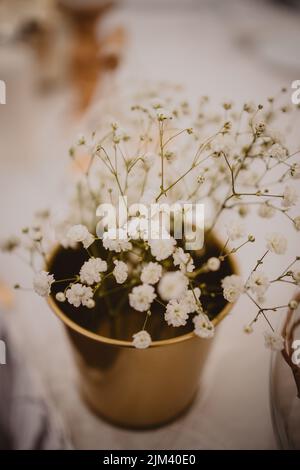 A vertical closeup of showy baby's-breath flowers pot against a blurry background. Gypsophila elegans. Stock Photo