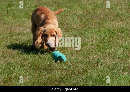 Young English Cocker Spaniel puppy training to fetch canvas hunting dummy on grass Stock Photo