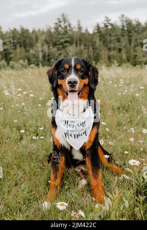A closeup shot of a smiling Bernese mountain dog sitting on the grass in the park on a sunny day with blurred background Stock Photo
