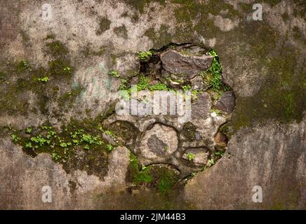 Bright green moss on the old stone wall. mossy old wall Stock Photo