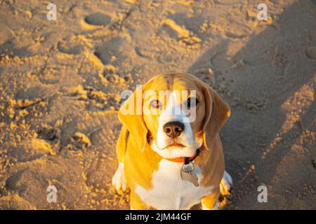 Photo of a pedigreed beagle dog with a collar sitting on the sand by the sea in the morning. Stock Photo