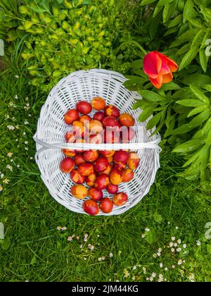 Red Orthodox Easter eggs in basket Stock Photo