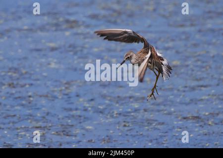A closeup of the Lesser yellowlegs, Tringa flavipes above the water surface. Stock Photo