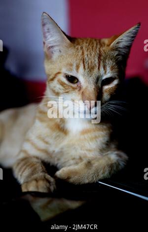A cute ginger kitten indoors Stock Photo