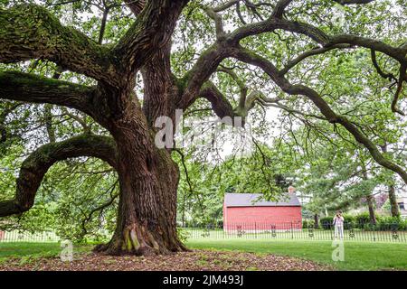 Virginia Hampton University Tidewater historic campus buildings,historically Black colleges universities HBCU,college school Emancipation Oak tree Stock Photo