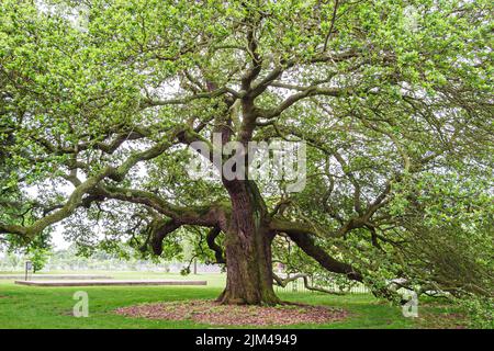 Virginia Hampton University Tidewater historic campus buildings,historically Black colleges universities HBCU,college school Emancipation Oak tree Stock Photo