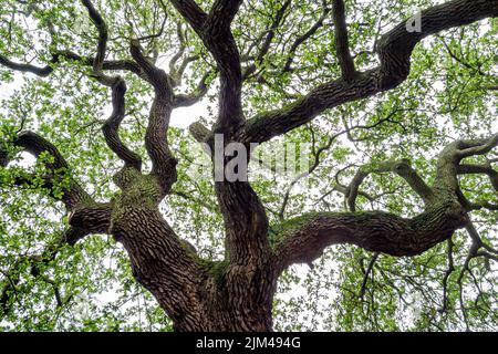 Virginia Hampton University Tidewater historic campus buildings,historically Black colleges universities HBCU,college school Emancipation Oak tree Stock Photo