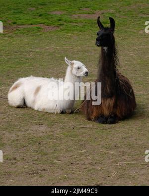 Young white with brown adult Llama, Lama glama, resting on grass pasture Stock Photo