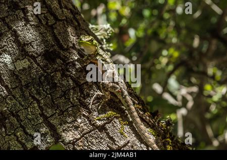 A closeup of a lizard on a tree blending in with the tree bark on a blurred background Stock Photo