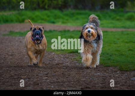 A BULLMASTIFF AND SHAGGY DOG TROTTING DOWN A TRAIL TOGETHER AT A OFF LEASH DOG PARK IN REDMOND WASHINGTON Stock Photo