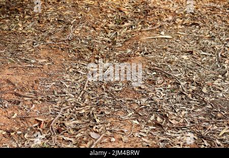 full frame of dry bushland forest floor Stock Photo