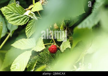 Ripe raspberry in the garden on green bokeh background Stock Photo