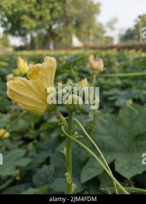 Luffa aegyptiaca, the sponge gourd, Egyptian cucumber or Vietnamese luffa, is an annual species of vine cultivated for its fruit, native to South Stock Photo