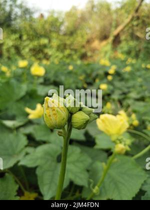 Luffa aegyptiaca, the sponge gourd, Egyptian cucumber or Vietnamese luffa, is an annual species of vine cultivated for its fruit, native to South Stock Photo