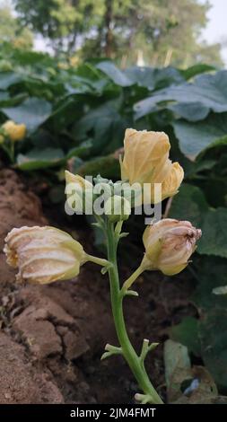 Luffa aegyptiaca, the sponge gourd, Egyptian cucumber or Vietnamese luffa, is an annual species of vine cultivated for its fruit, native to South Stock Photo